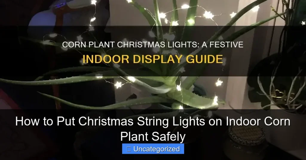 How to Put Christmas String Lights on Indoor Corn Plant Safely