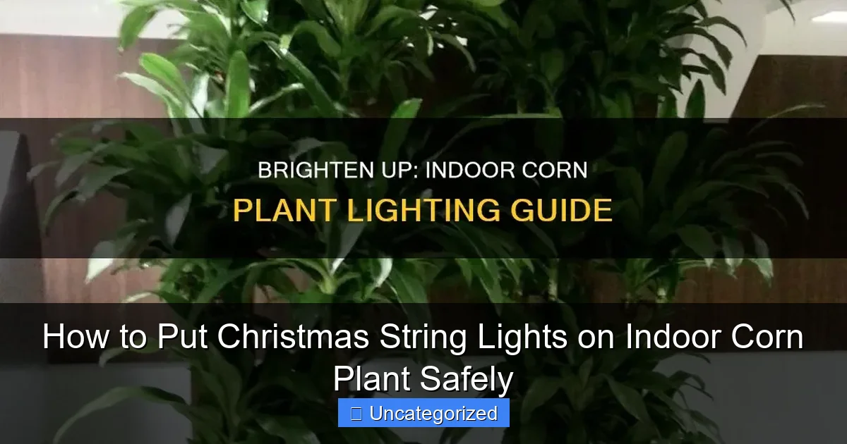 How to Put Christmas String Lights on Indoor Corn Plant Safely