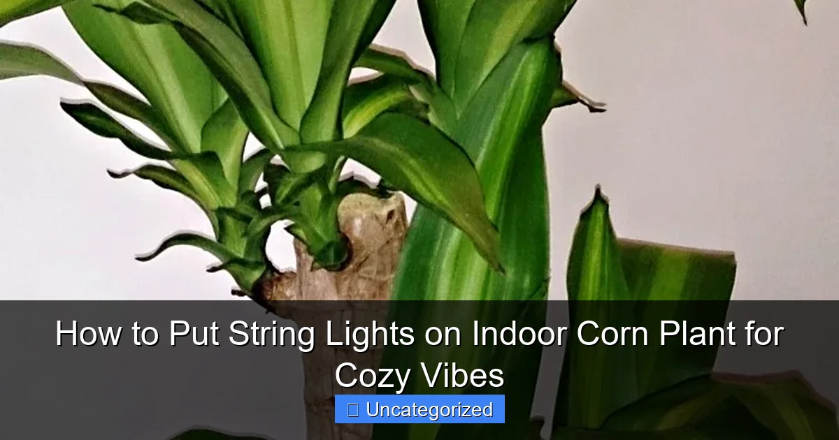 How to Put String Lights on Indoor Corn Plant for Cozy Vibes