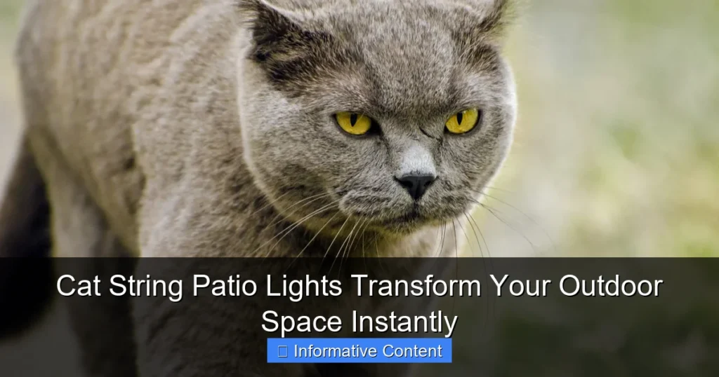 Cat String Patio Lights Transform Your Outdoor Space Instantly
