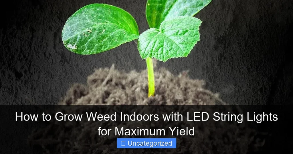How to Grow Weed Indoors with LED String Lights for Maximum Yield