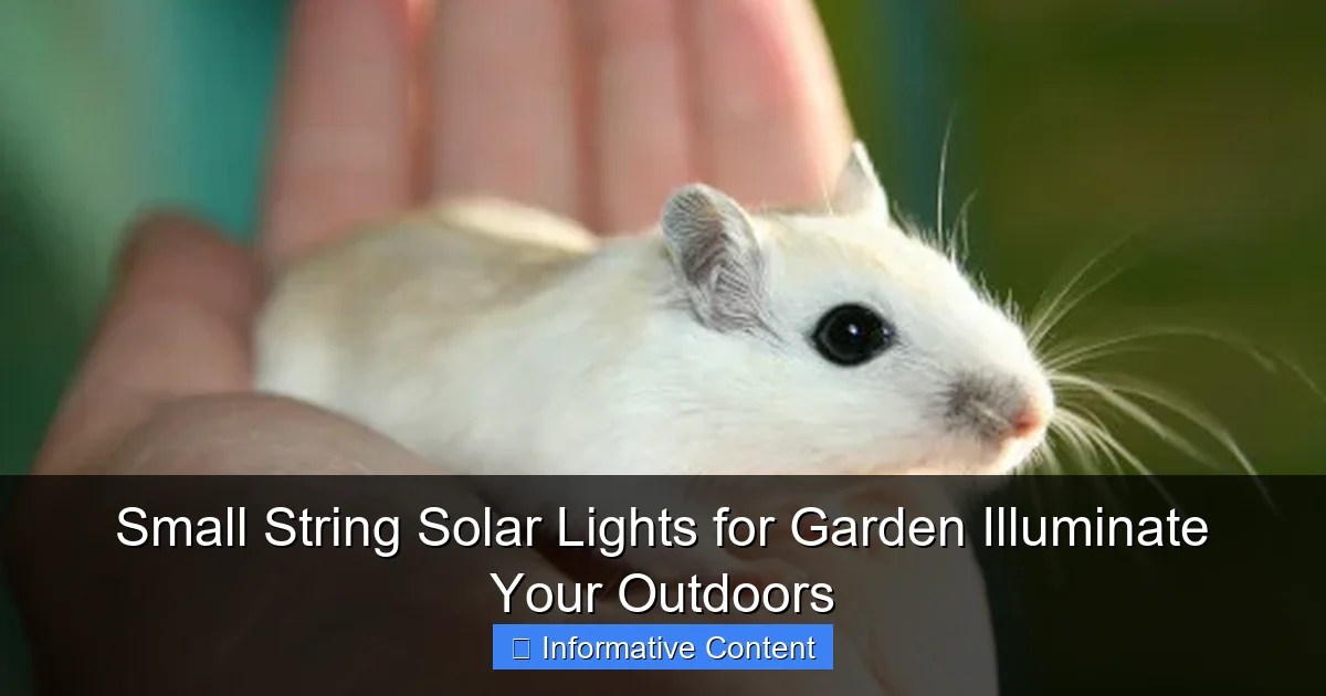 Small String Solar Lights for Garden Illuminate Your Outdoors